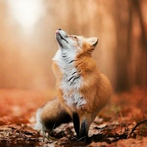 Meet your Posher, Dorene